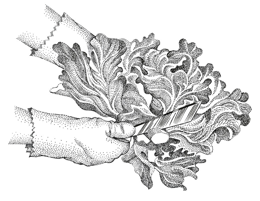Lettuce_ink_stipple.jpg
