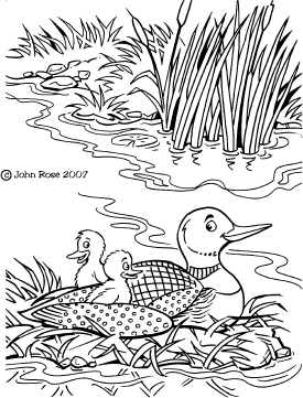 loon-final_.jpg