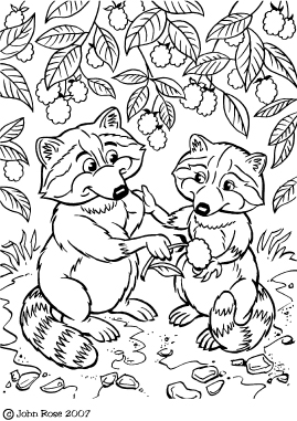 raccoon-final_.jpg