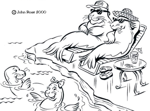 safari-swimmseals_.jpg